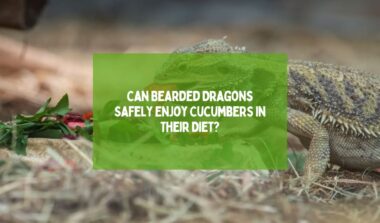 Can Bearded Dragons Safely Enjoy Cucumbers in Their Diet