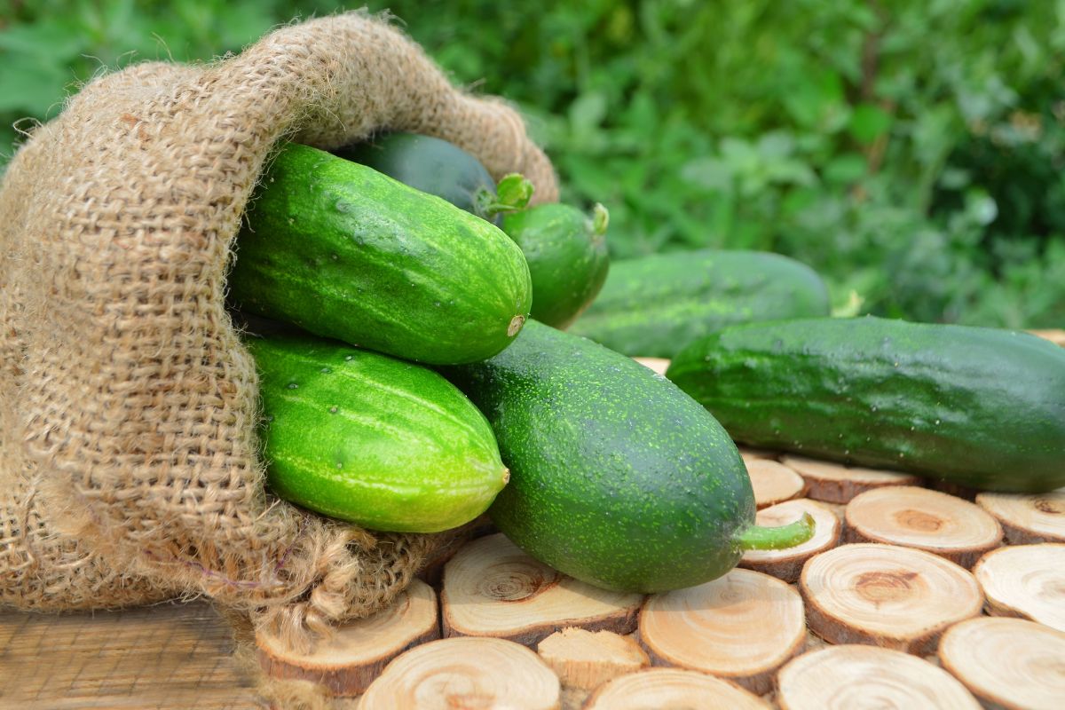 Which Side of Cucumber is Bitter? Happiness Cucumber