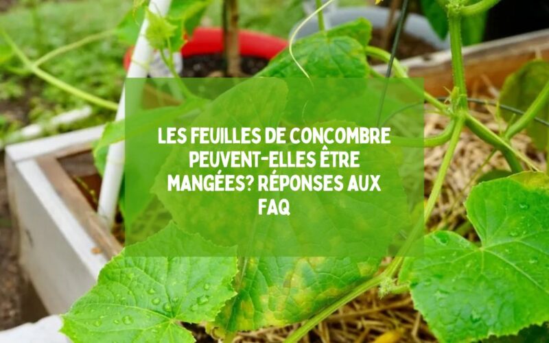 Les feuilles de concombre peuvent-elles être mangées Réponses aux FAQ