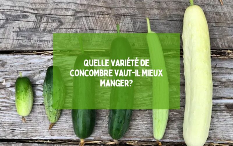 Quelle variété de concombre vaut-il mieux manger