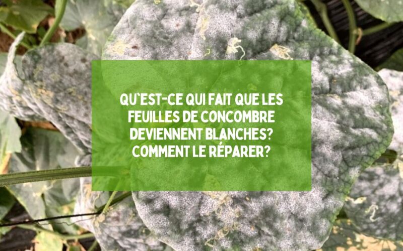 Qu'est-ce qui fait que les feuilles de concombre deviennent blanches Comment le réparer