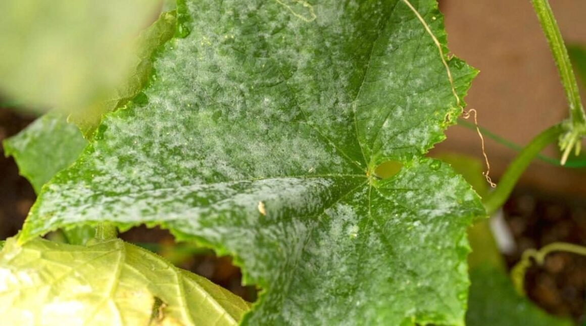 What Causes Cucumber Leaves Turn White? How to Fix It? Happiness Cucumber