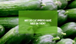 Why Do Cucumbers Have Wax on Them