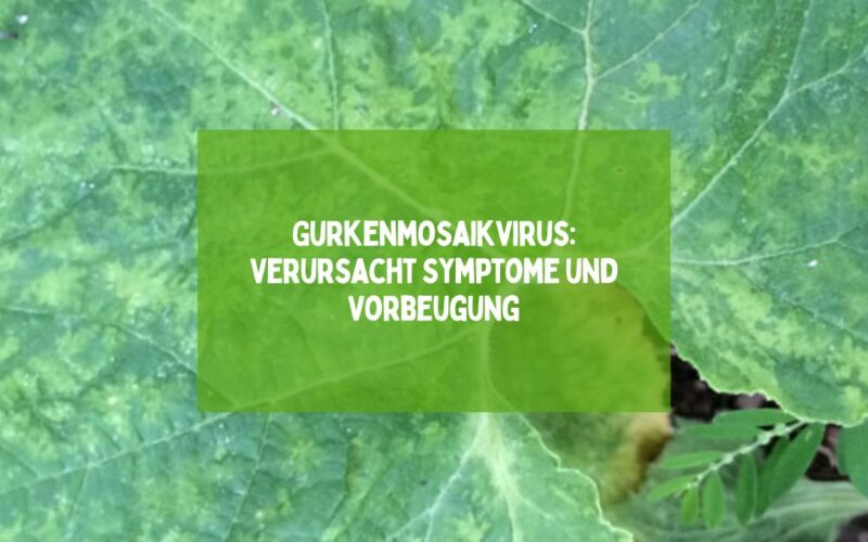 Gurkenmosaikvirus: Verursacht Symptome und Vorbeugung