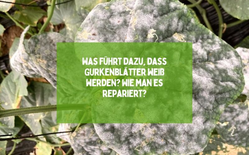 Was führt dazu, dass Gurkenblätter weiß werden? Wie man es repariert?