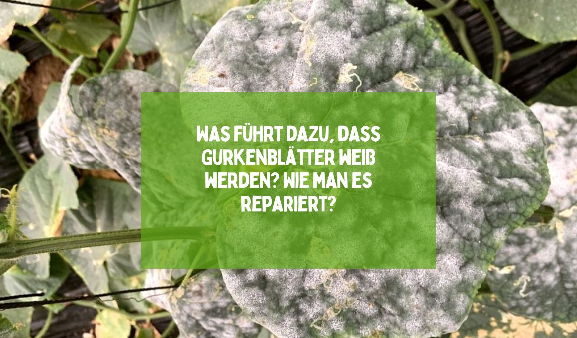 Gurkenblätter Werden Weiß