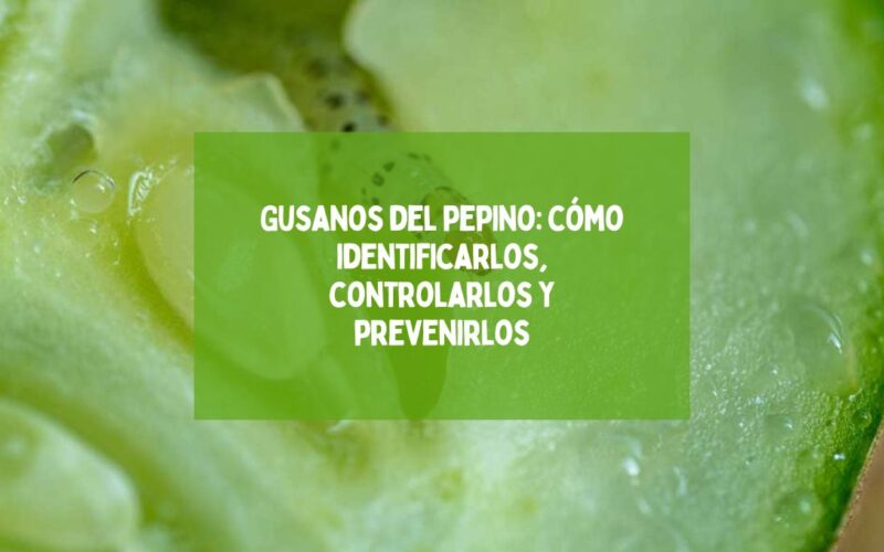 Gusanos del pepino: cómo identificarlos, controlarlos y prevenirlos