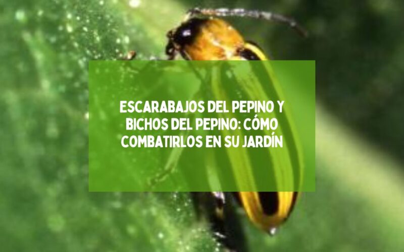 Escarabajos del pepino y bichos del pepino: cómo combatirlos en su jardín