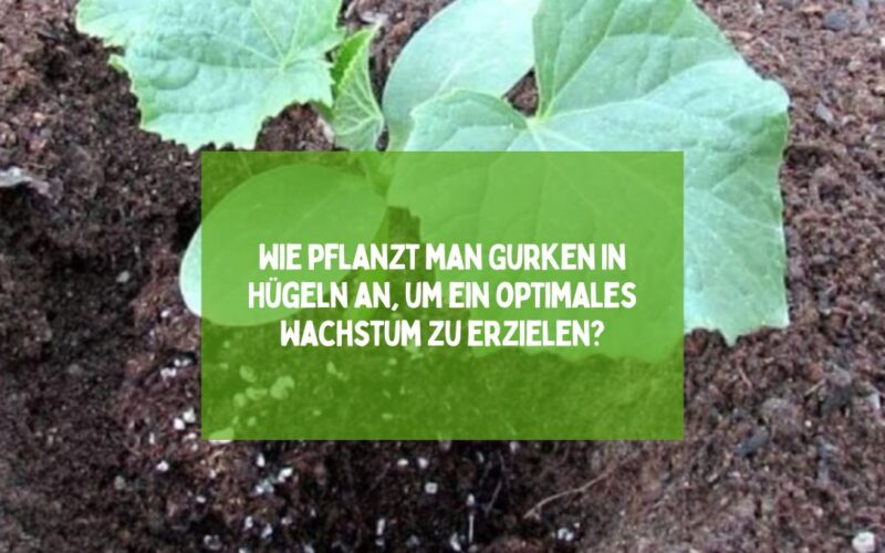 Wie pflanzt man Gurken in Hügeln an, um ein optimales Wachstum zu erzielen?