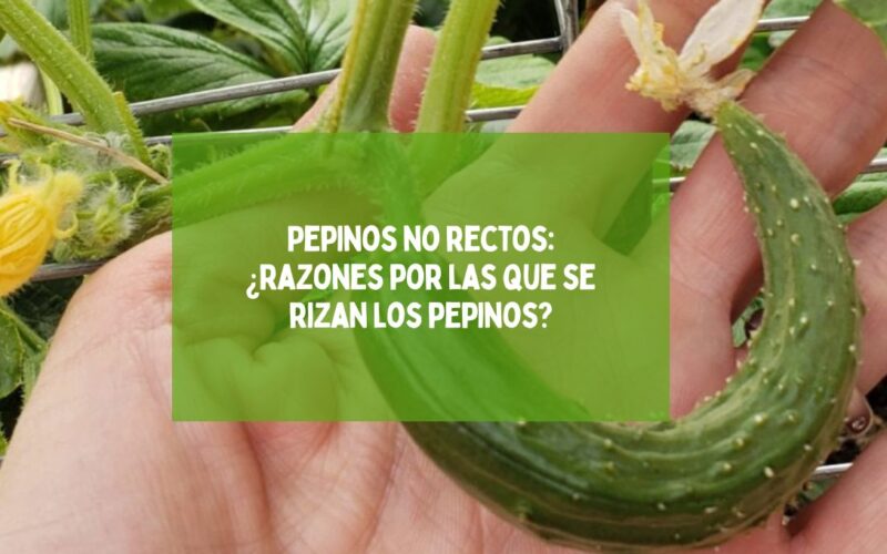 Pepinos no rectos: ¿Razones por las que se rizan los pepinos?