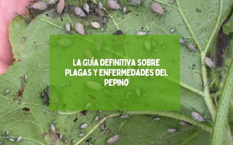 La guía definitiva sobre plagas y enfermedades del pepino