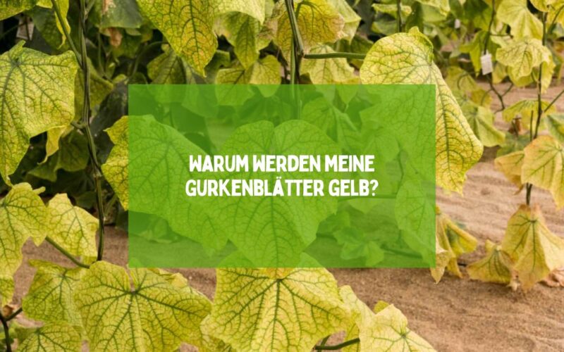 Warum werden meine Gurkenblätter gelb?