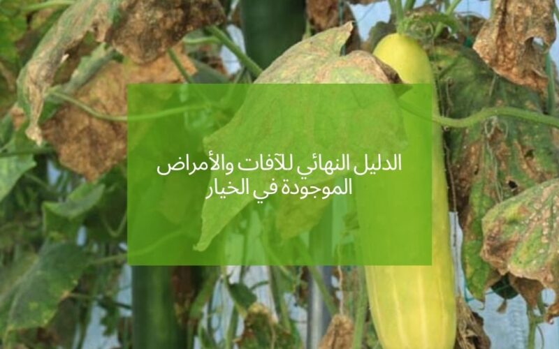الدليل النهائي للآفات والأمراض الموجودة في الخيار