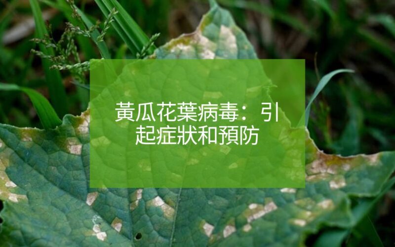 黃瓜花葉病毒：引起症狀和預防